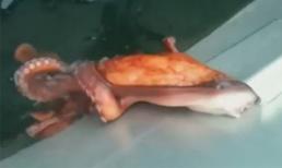 Bạch tuộc khổng lồ trốn khỏi tàu qua khe hở siêu nhỏ