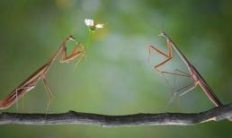 Khoảnh khắc kỳ diệu bọ ngựa tặng hoa tỏ tình