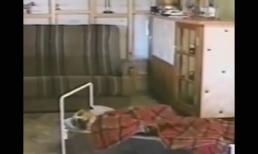 Chó cưng cầu nguyện trước khi đi ngủ