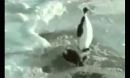 Những chú chim cánh cụt hài hước