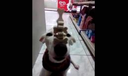 Chú chó kiên nhẫn nhất quả đất