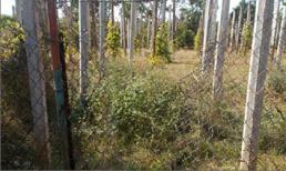 Vụ 'truy sát cả gia đình ở Gia Lai': Triệu tập một số đối tượng