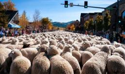 Ấn tượng hàng ngàn chú cừu diễu hành tại Mỹ