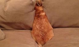 Chùm ảnh hài hước về 20 kiểu trốn tìm của loài chó