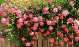 6 công dụng bất ngờ của cây cảnh trong nhà