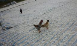 Rùng mình 'công nghệ' sản xuất mứt lẫn phân gia cầm