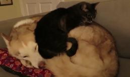 Chiếc đệm ấm nhất quả đất