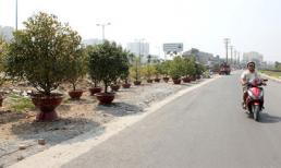 Nửa đêm bê mai đi 'xí' chỗ bán Tết ở Sài Gòn