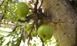 3 cách khắc phục chứng táo bón thật đơn giản