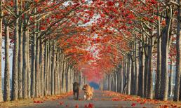 Mê mẩn trước những con đường đẹp nhất thế giới