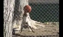 Chú chó tâng bóng khéo không kém cầu thủ chuyên nghiệp