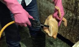 Những thực phẩm ‘bẩn’ đáng sợ bị phanh phui trước Tết