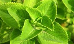 Trị ho dứt điểm cho bé bằng lá húng chanh