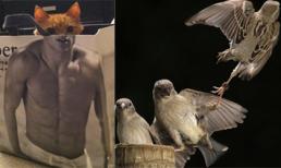 'Chết cười' với khoảnh khắc kết hợp ngẫu nhiên mà cực kỳ hoàn hảo