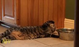 Đặc sản 'tay mèo'... chấm nước lọc