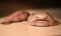 Loài vật xấu xí dưới đáy biển: Cá giọt nước 