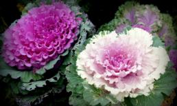 Làm đẹp vườn và trang trí nhà với hoa hồng sa mạc