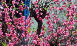 Cách chọn hướng đặt bình đào phát lộc cả năm