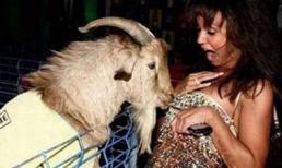 Phiếm đàm Tết: Thật ra phụ nữ rất thích... dê