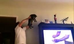 Cặp đôi bắt côn trùng hoàn hảo