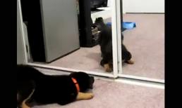 Phát hiện ra mình có 'anh em sinh đôi'