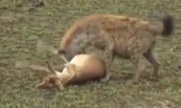 Linh dương giả chết lừa báo và linh cẩu ngoạn mục