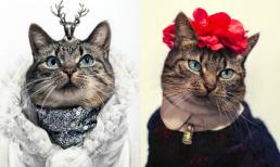 Những cô mèo quý tộc thời trang nhất thế giới