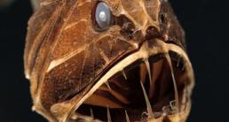 Khám phá sự khác lạ của cá yêu tinh