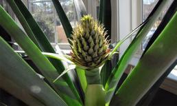 Dứa cảnh trồng bát thơm mát cả nhà