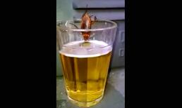 Khi gián chán đời đi nhậu