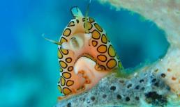 Những điều kỳ bí về sên lưỡi hạc