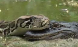 Trăn khủng vô tư gối đầu lên cá sấu