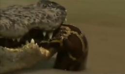 Lạc vào đầm cá sấu, trăn khủng bị nuốt sống trong nháy mắt