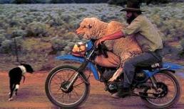 Hình ảnh hài hước khi di chuyển bằng xe máy