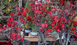 Mai đỏ bày bàn, trăm ngàn một cây