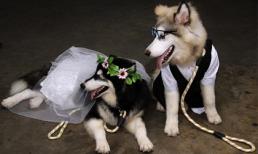 100 khách mời đến dự hôn lễ của 'cô dâu chú rể' là... 2 chú chó