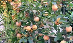 Táo cảnh độc lạ hút khách dịp Tết