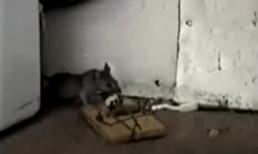 Chú chuột thông minh nhất quả đất