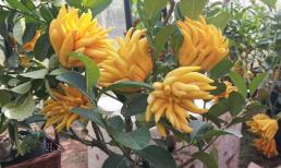 Những cây hoa nên mua mang tài lộc may mắn