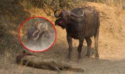 Sư tử dũng mãnh bại trận thảm khốc bởi trâu rừng