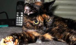 Khám phá cuộc sống của 'cô' mèo già nhất thế giới