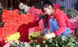 Hoa hồng Đà Lạt tăng giá gấp 5 lần trước Valentine