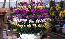 70 triệu đồng một chậu lan hồ điệp 9 tầng