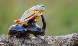 Ếch con tinh nghịch 'đè đầu cưỡi cổ' bọ cánh cứng