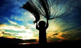 Xanh mướt mát đồng cói Tam Quan mùa thu hoạch