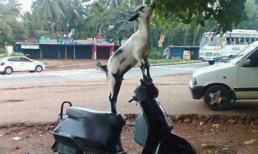 Happy New Dê: Những câu chúc tết hay nhất (8)