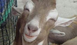 Loạt ảnh hài hước nhất của loài dê