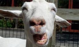 Năm Dê đố vui thành ngữ tục ngữ về Dê