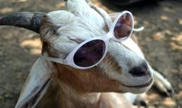 Năm Mùi ngắm ảnh... dê