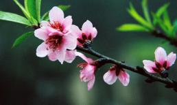 Công dụng chữa bệnh 'thần kỳ' của hoa đào, hoa mai